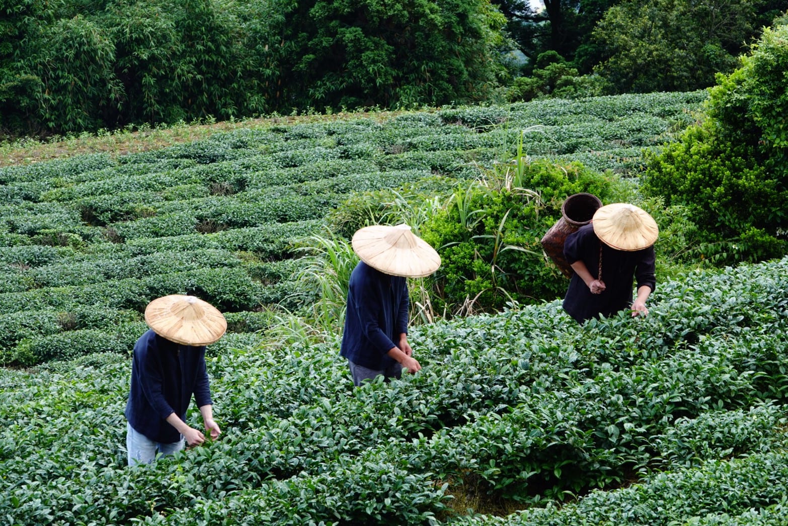 防疫在家安心喝好茶  春季包種茶產地直送你家