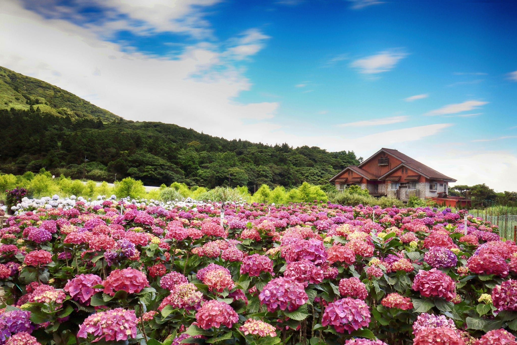 竹子湖繡球花5月下旬接棒  搶先去天母尋繡球花蹤跡