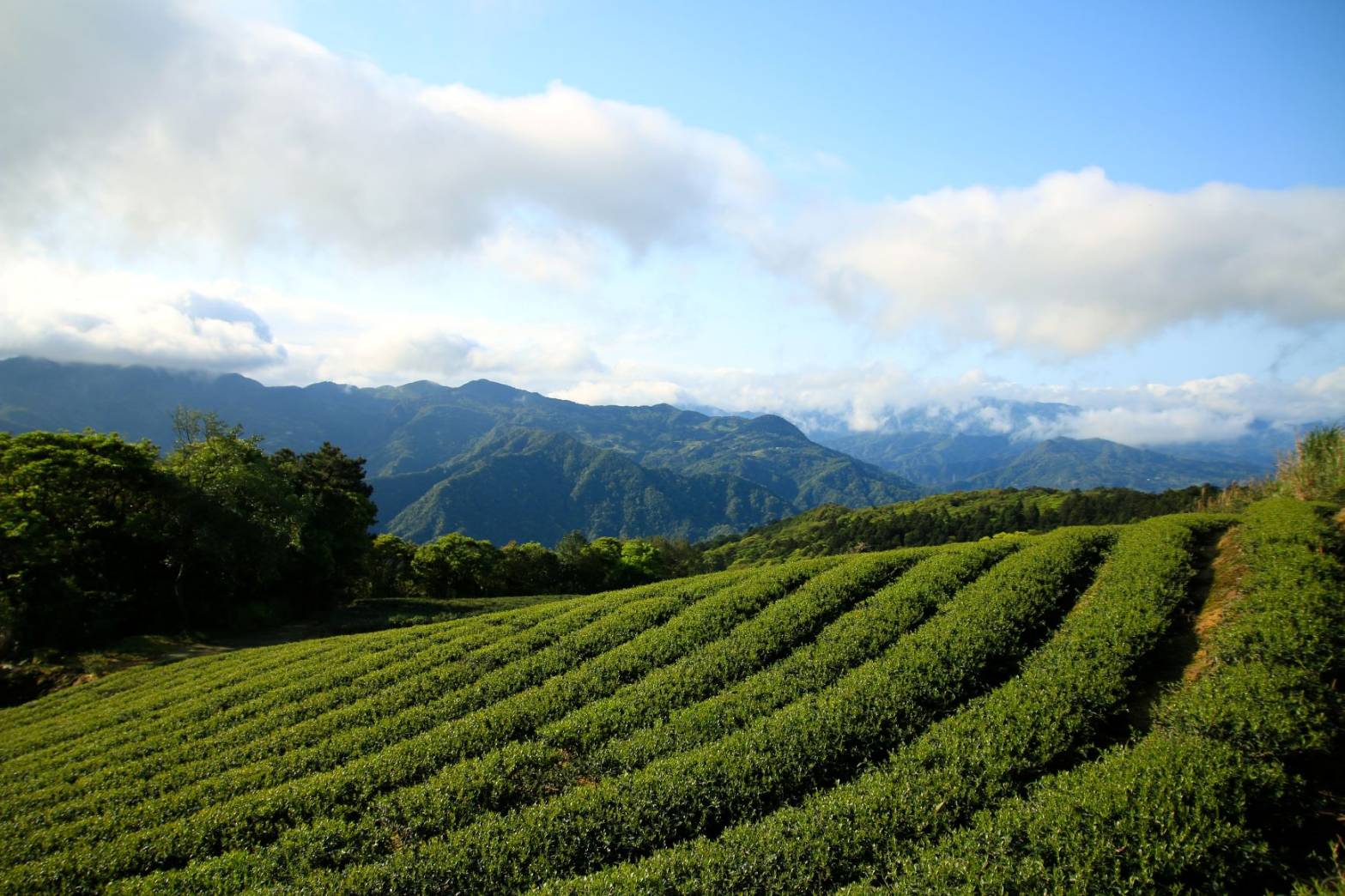 防疫不忘拚經濟   新北好茶包種茶王出爐
