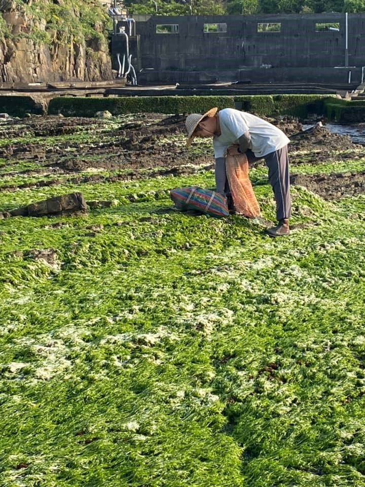 以天然的海藻龍鬚菜餵食九孔