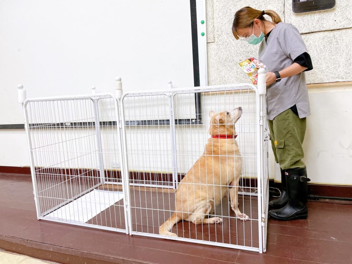 疫期間呼籲飼主備妥糧食  與毛孩待在家少出門