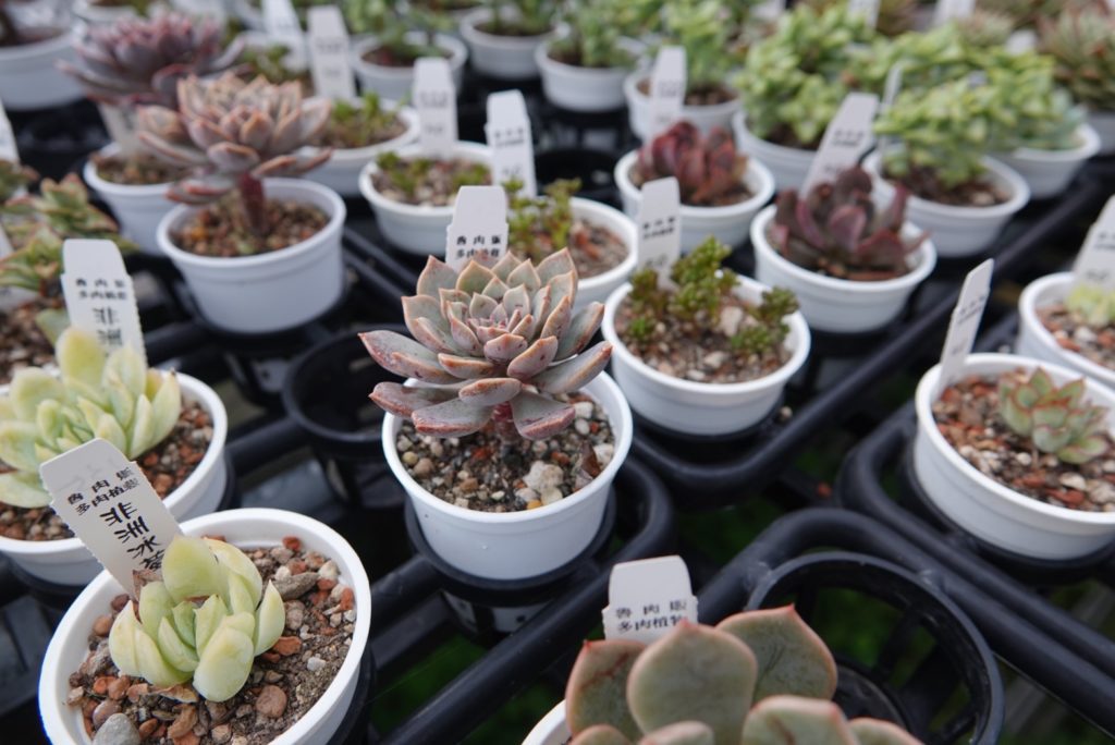 三芝魯肉販種植多樣化多肉植物,顏色繽紛、外型可愛,非常療癒。