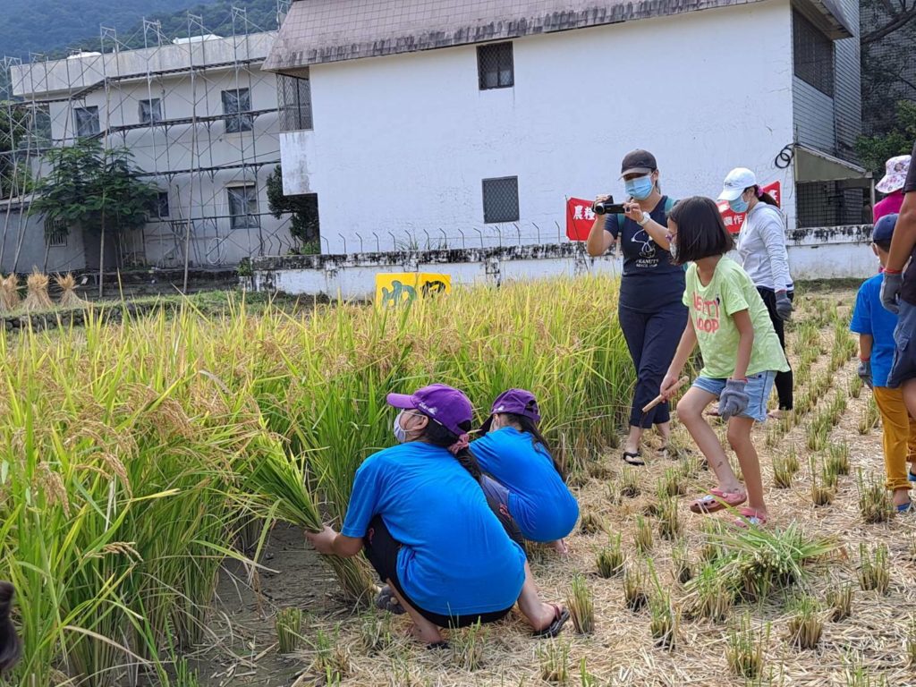 金山中角國小學童開心割稻 (1)