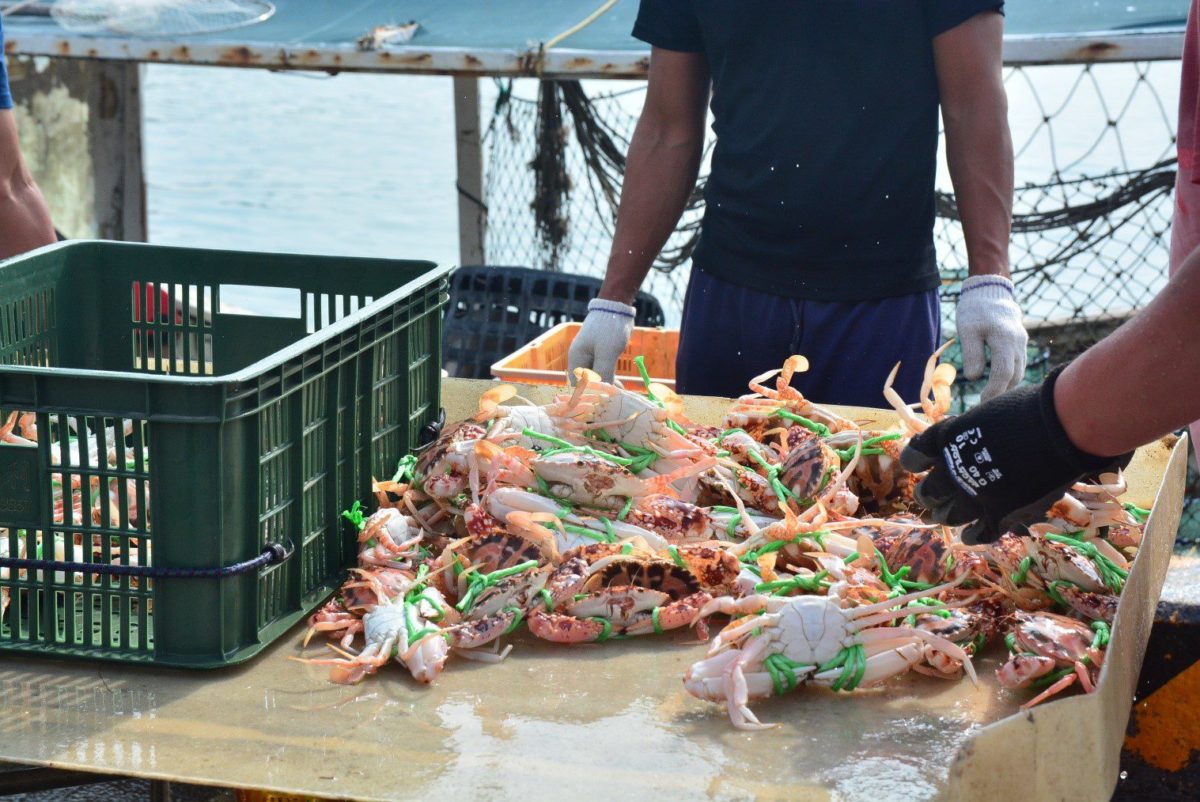 萬里蟹產季即將到來   魚市價格正好