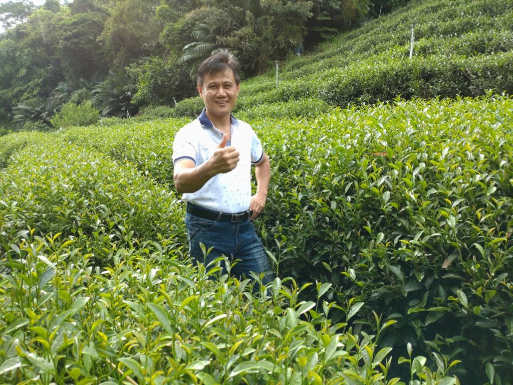 周平國109年起不使用農藥,朝友善方式管理茶園。