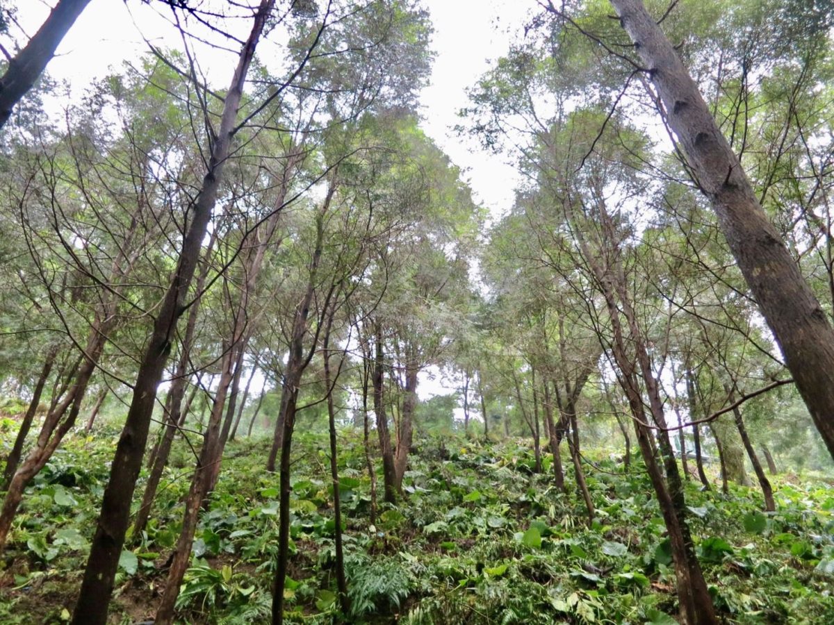 響應「國際臭氧層保護日」  植樹綠化愛家愛地球