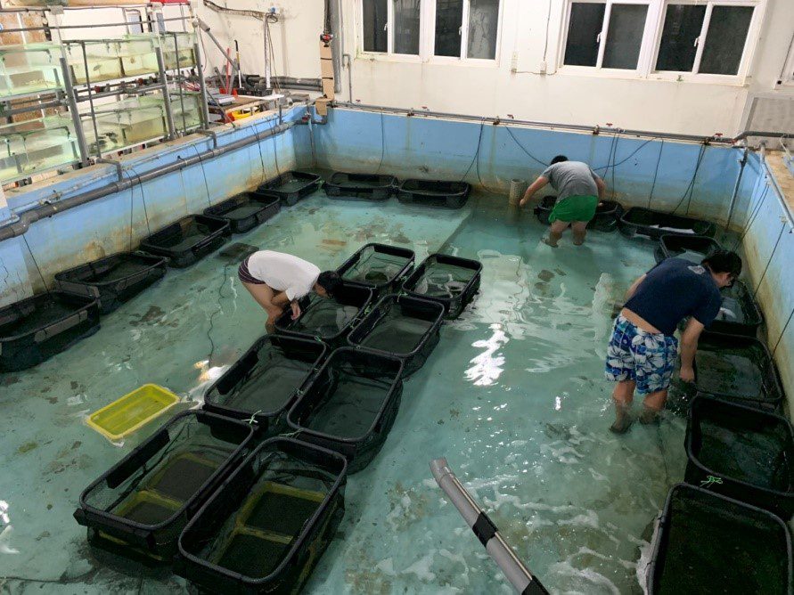 海大生六年傳承接棒  復育花蟹獲地方居民支持