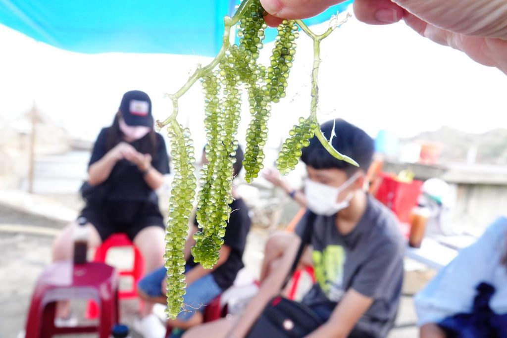 民眾現場體驗海葡萄