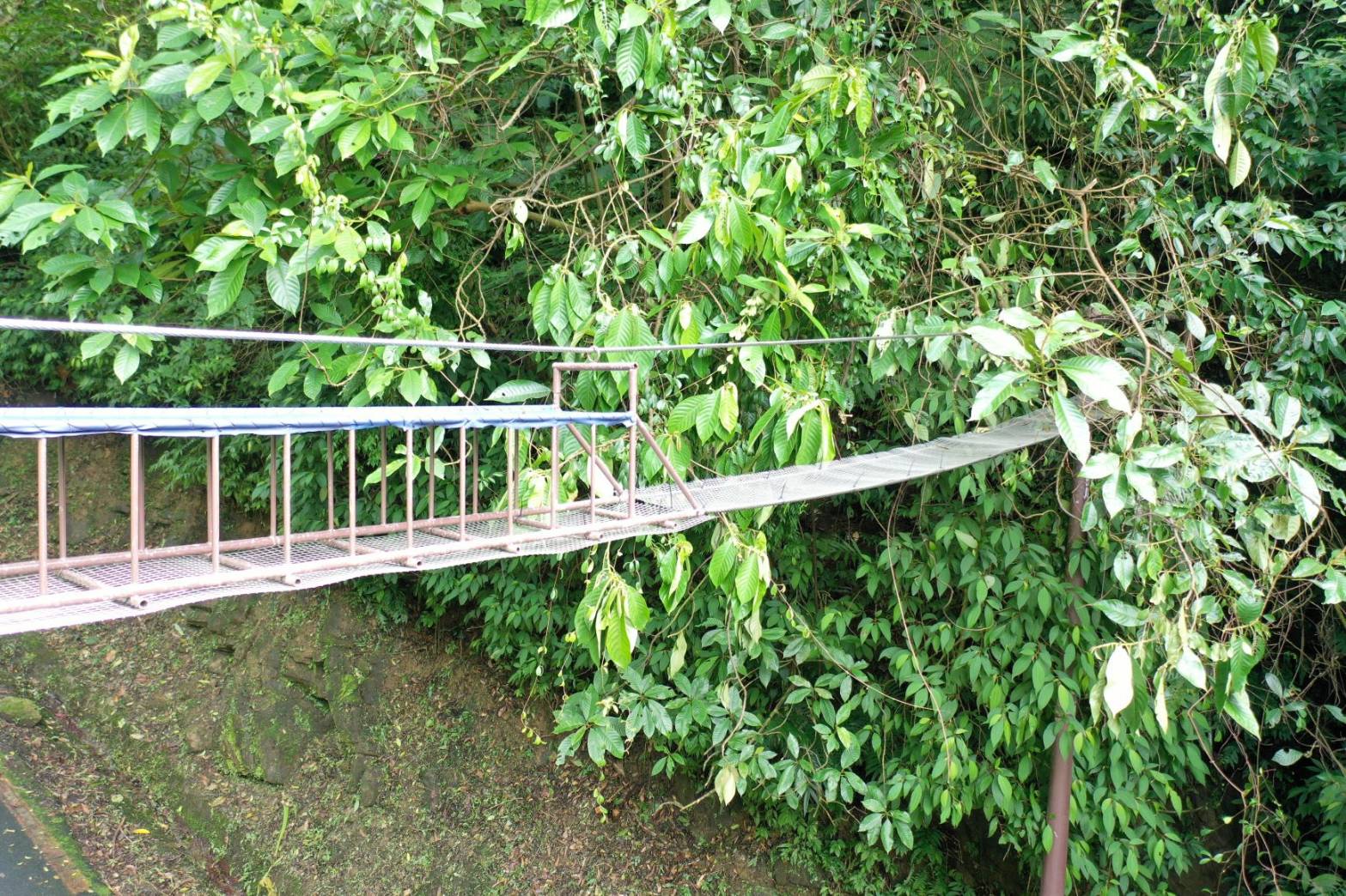 專屬動物們的天空廊道  新北農業局讓動物遨遊天際