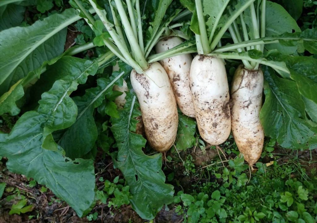 蕃婆林休閒農場種植生長的白蘿蔔,品質極優。(圖/新北農業局 提供)