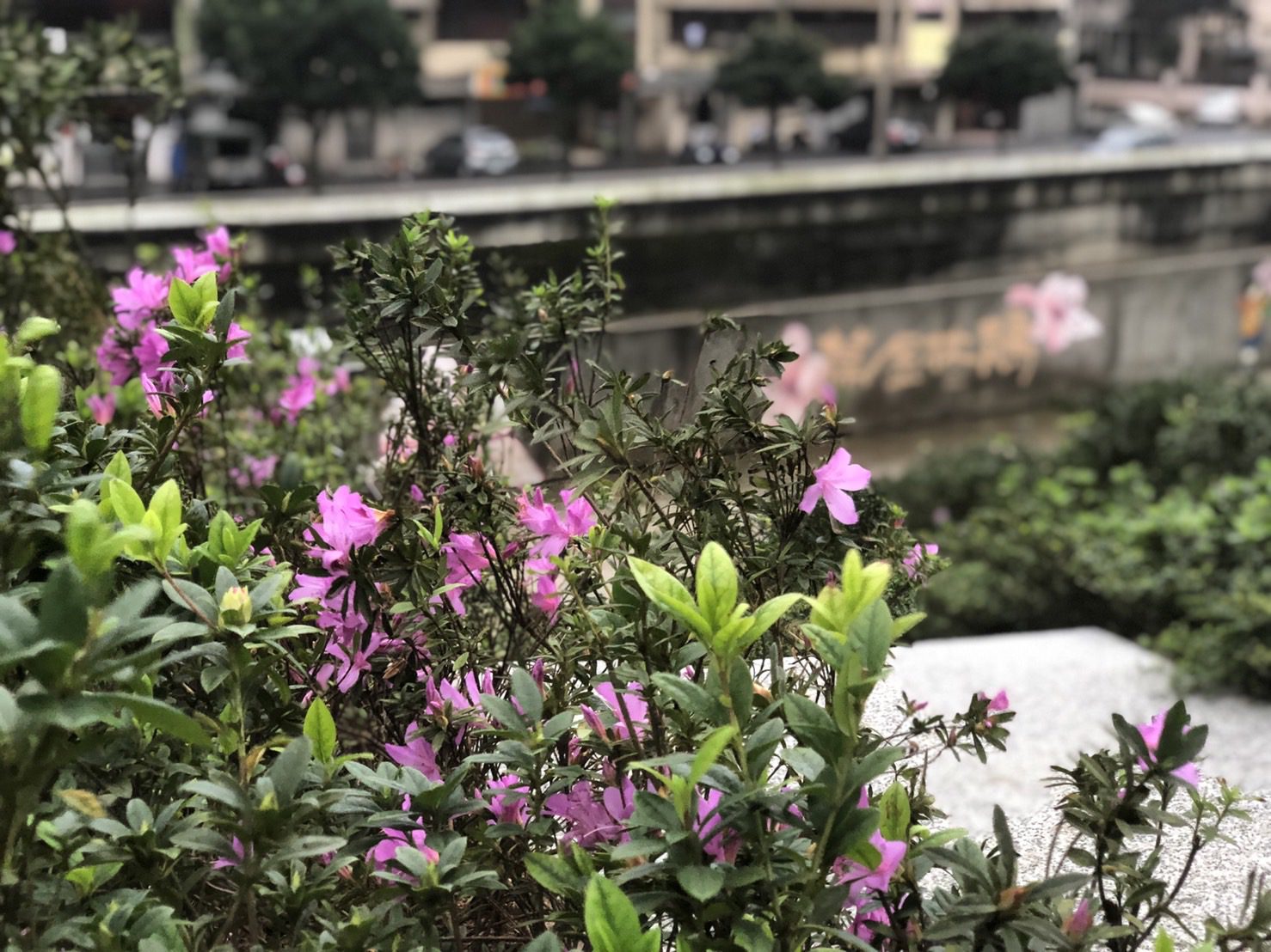 燈飾塗鴨映山紅   本周末與萬金杜鵑有約