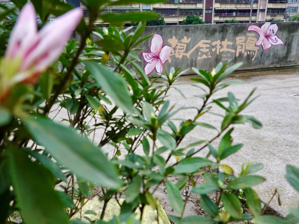 萬金杜鵑彩繪