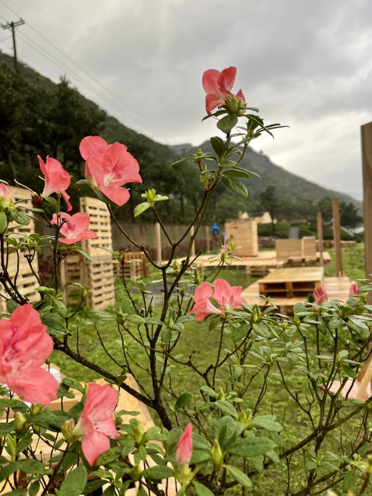 為讓民眾看見萬金杜鵑之美,新北市政府推動萬金杜鵑計畫,此為萬里新杜鵑