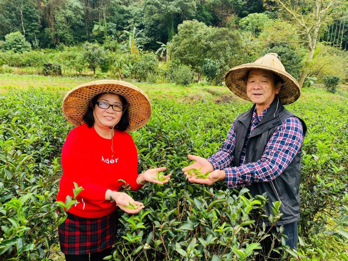 退而不休的茶農情懷   范李淑治獲碧螺春茶王特等獎