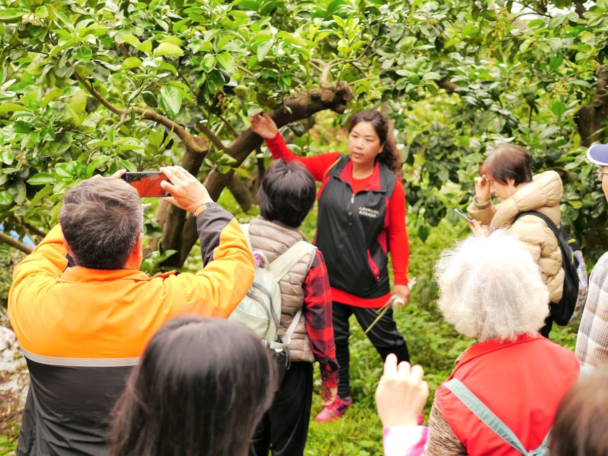 柚花香道   八里秘境地圖享美食採果樂