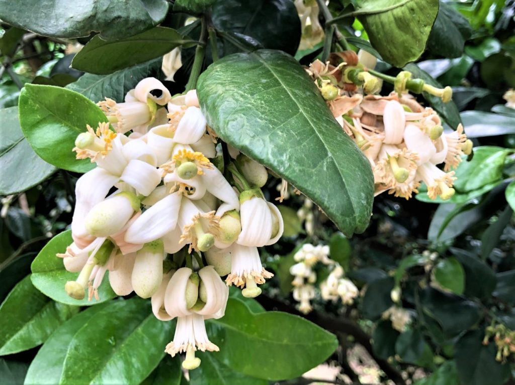 ▲滿樹柚花猶如三月雪，空氣中飄著清甜的柚花香。(圖/八里區公所提供)