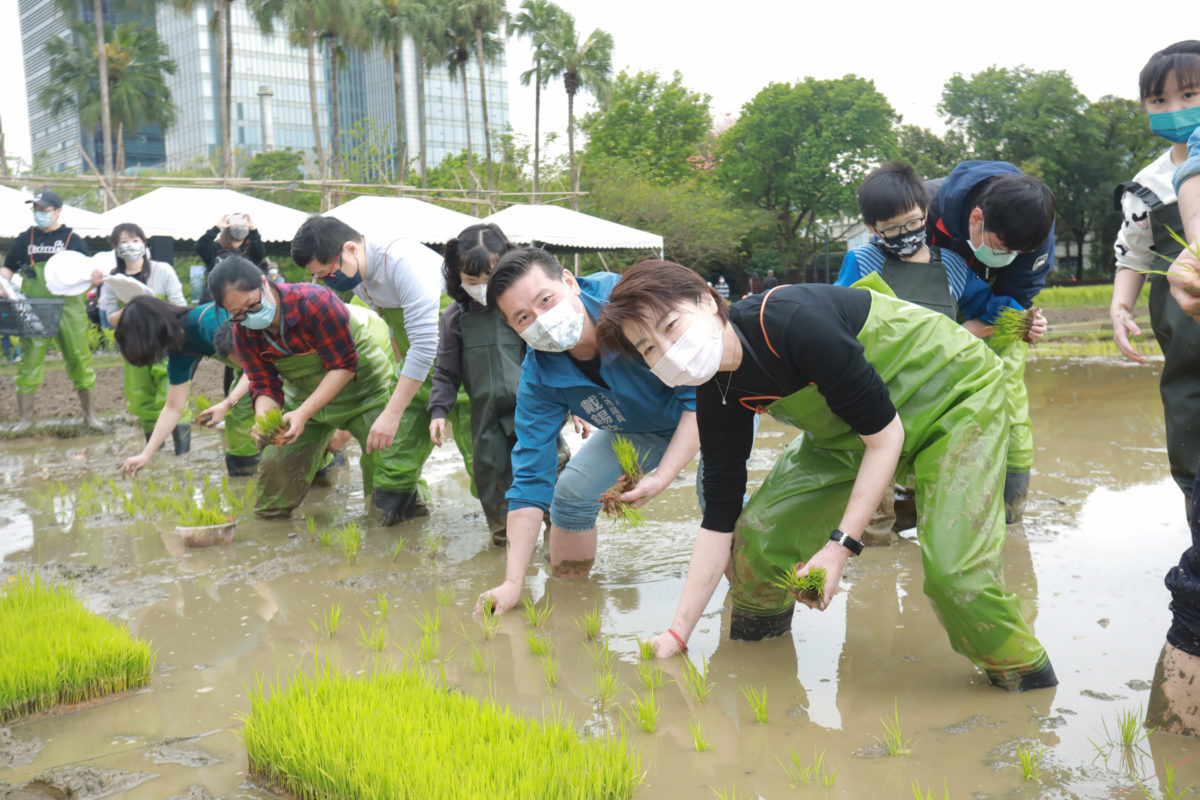 在全臺最大市中心水稻田插秧   北市打造食農教育新熱點