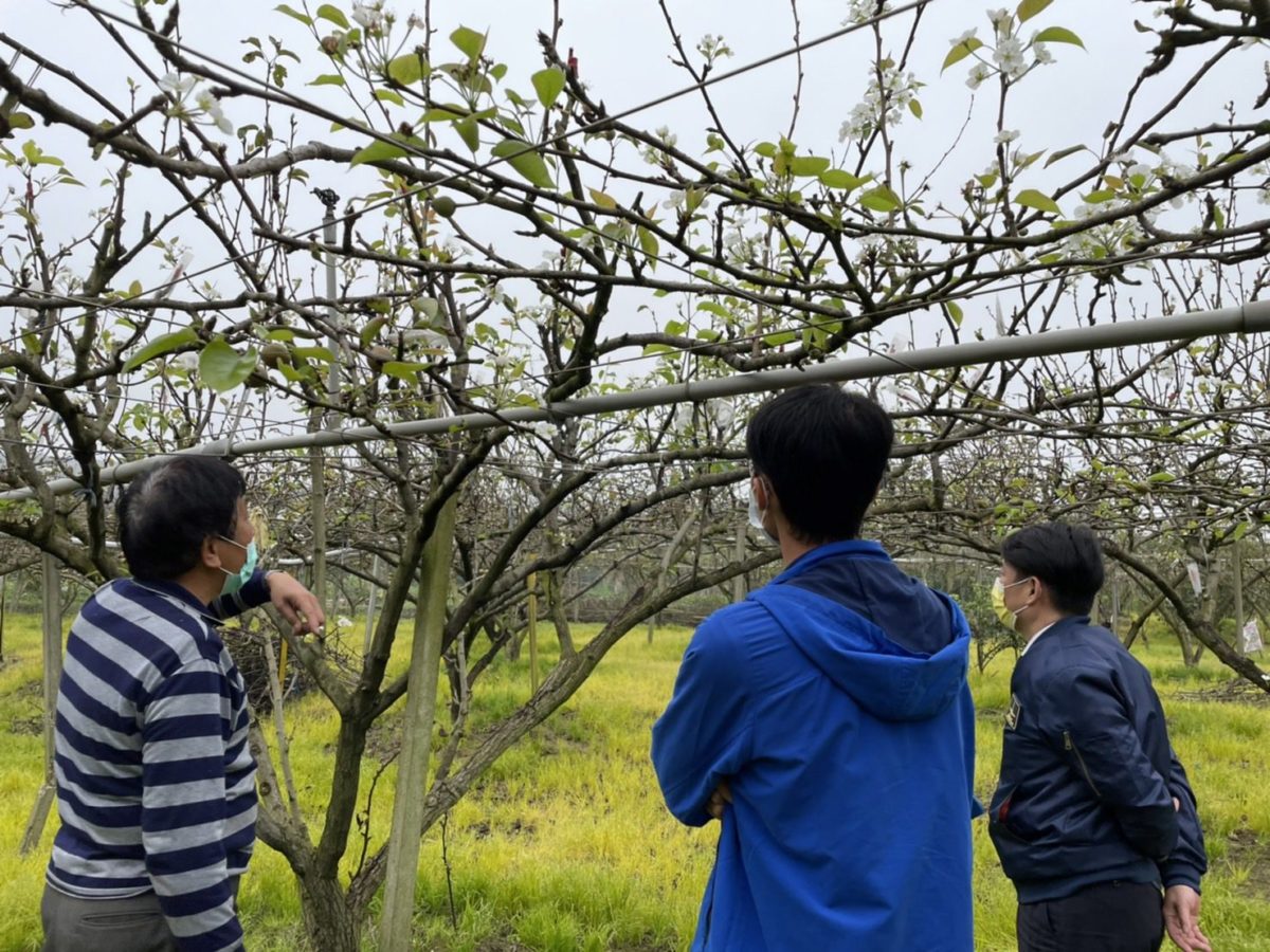 2月低溫影響梨結果  新北市府勘查提救助