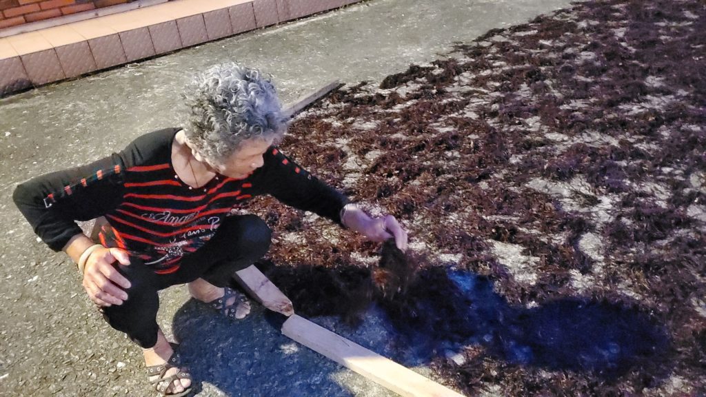 石花菜產季到,漁村長輩整理曝曬。
