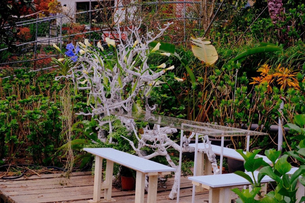 竹子湖花季限定春遊   浪漫花田餐桌芋你共享