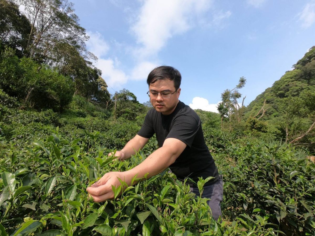 青農傳承三代茶廠    三峽好茶飄香獲國際肯定