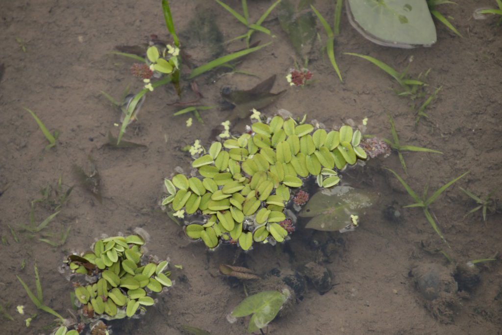 棲地內水生植物槐葉蘋