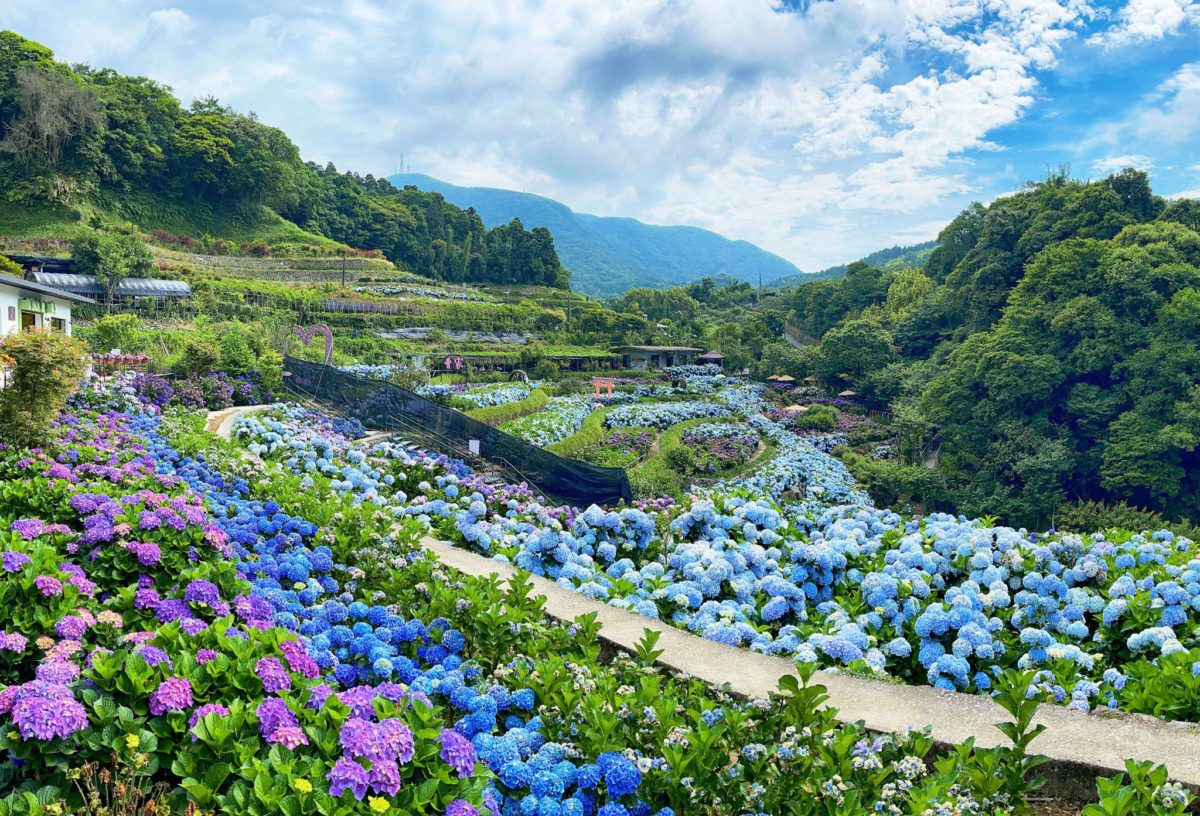 聽見花開的聲音   2022竹子湖繡球花季開跑