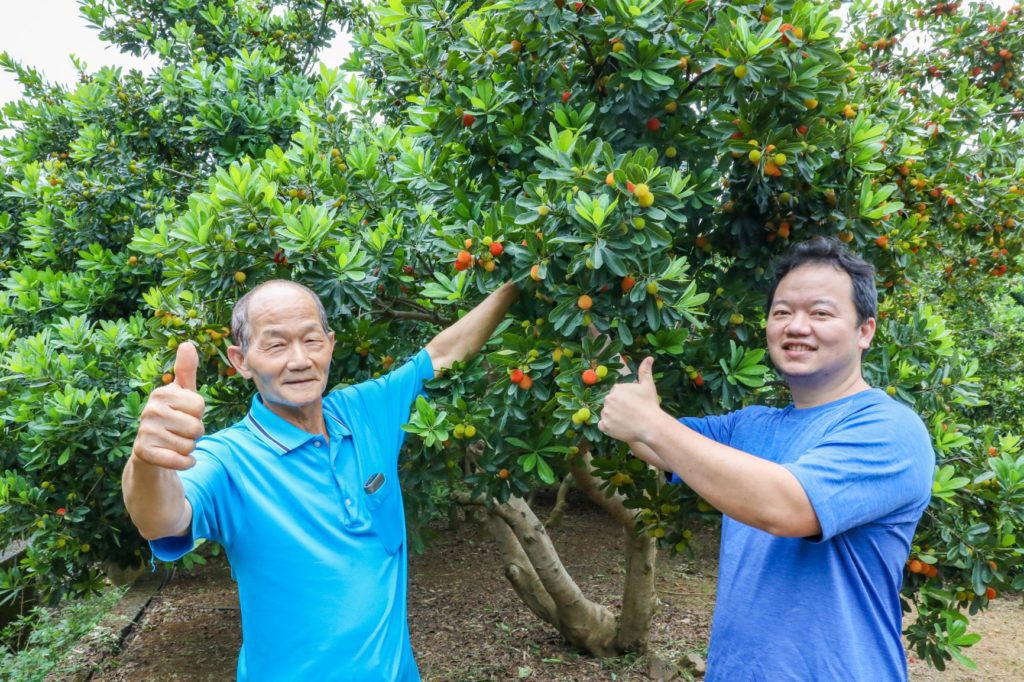 八里為全台樹梅最大產區，園主陳義和(左)陳鈞銘父子與樹梅合照