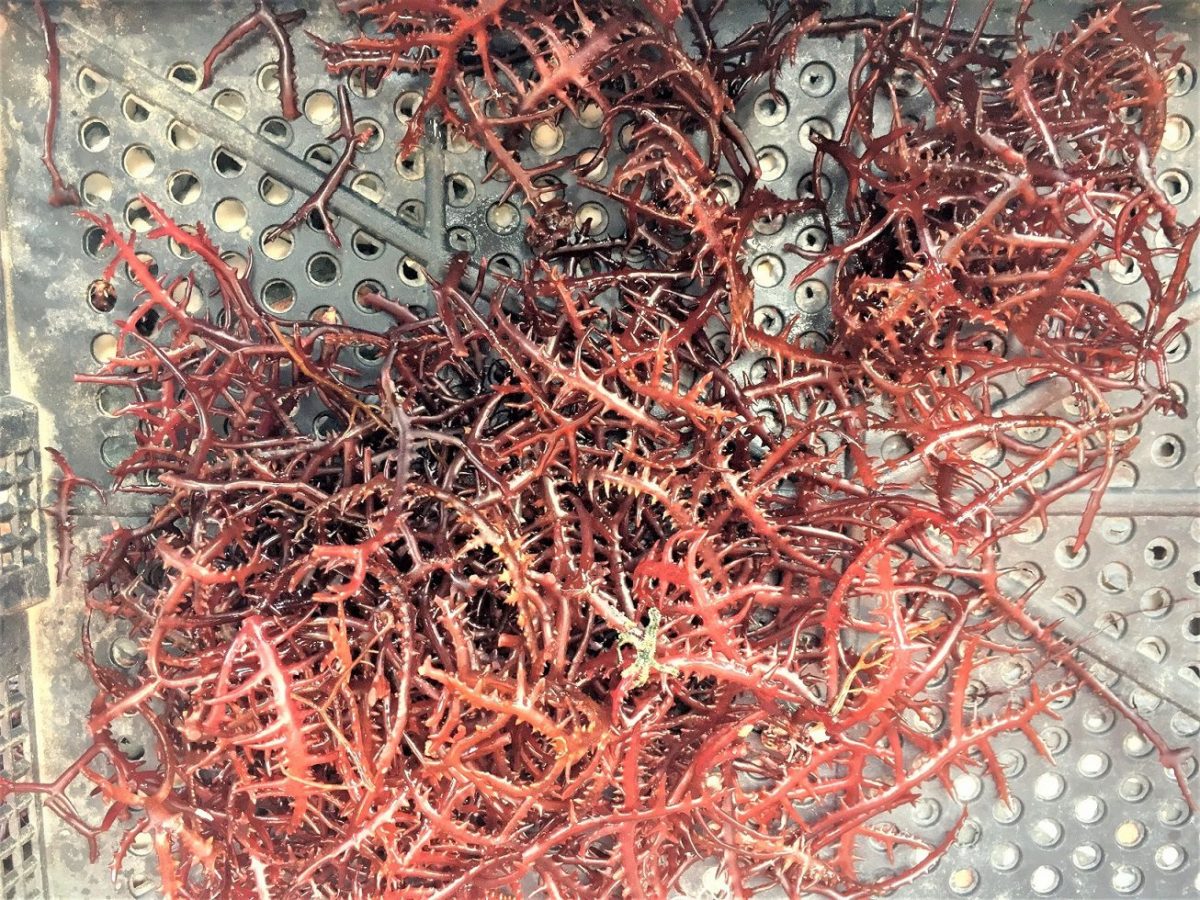 遵守保育區相關規定   東北角海麒麟盛產季上菜