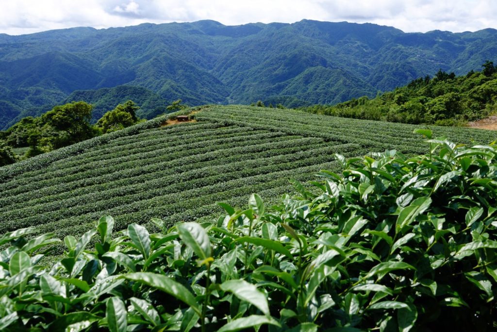 坪林茶園空景照