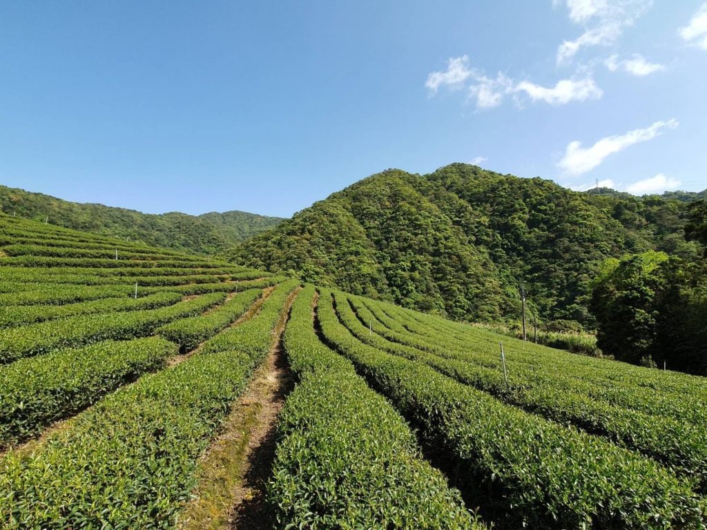 坪林茶園美景