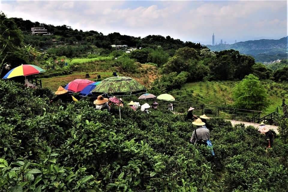 探索木柵鐵觀音製茶   茶產業特展報你知