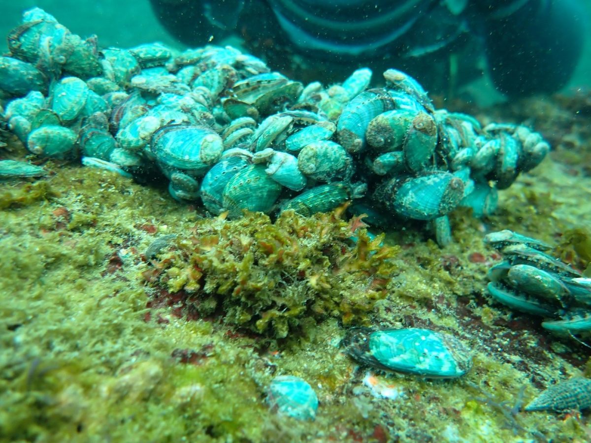 海洋教育向下扎根   福連畢業生潛水放流九孔鮑幼苗