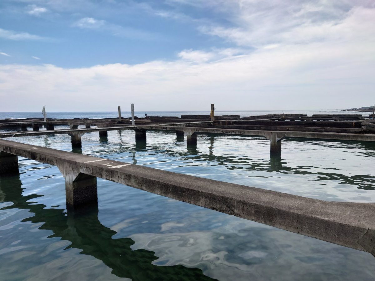 東北角夏季限定珍饌美味   貢寮鮑池養殖紫海膽