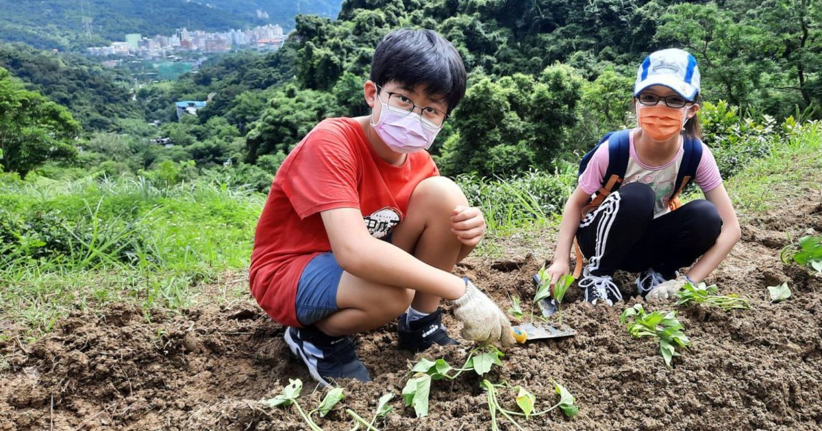 連續十二年種地瓜送愛心   深坑農會公益不停歇