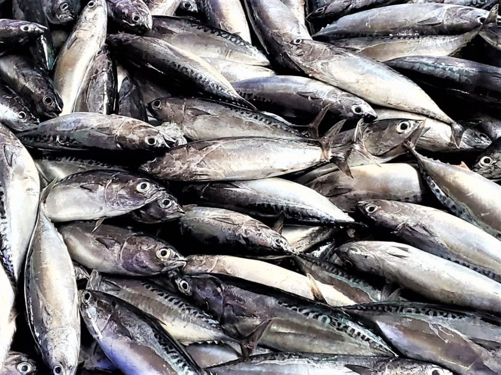 盛產期的煙仔魚是東北角的美味代表。(圖/新北漁業處 提供)