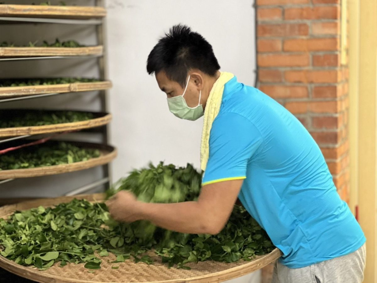 雙北製茶技術競賽   不眠不休展現真功夫   製茶師技藝超群