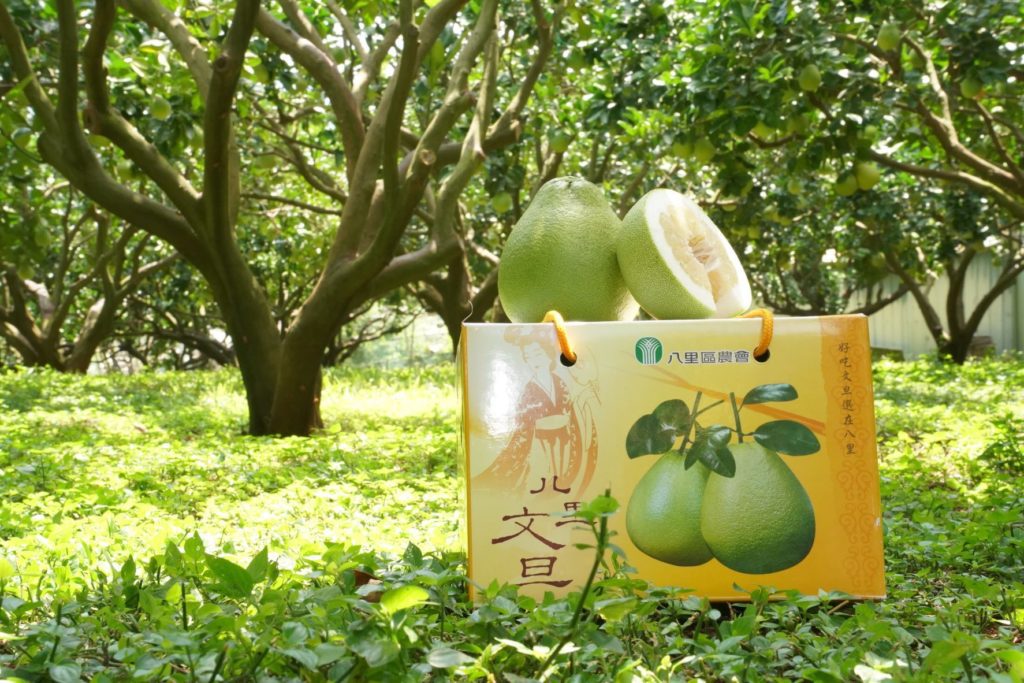 八里文旦即將上市。(圖/新北農業局 提供)