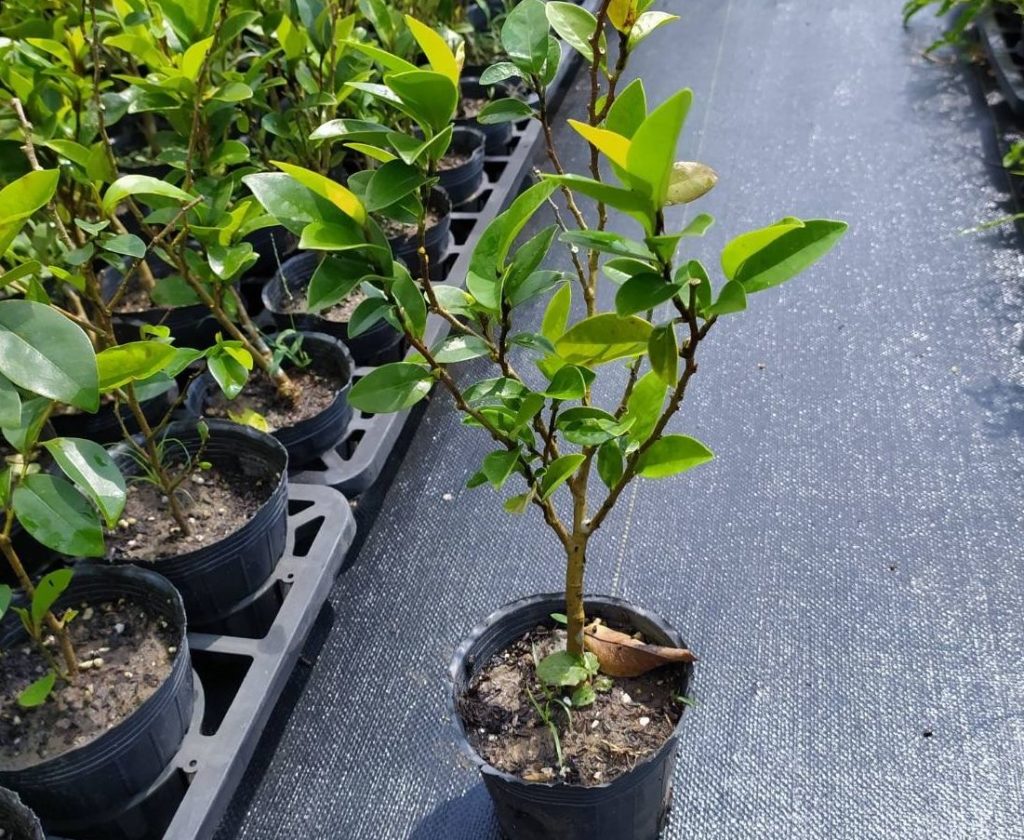 新北農業局歡迎市民多多種植花草樹木。(圖/新北農業局 提供)