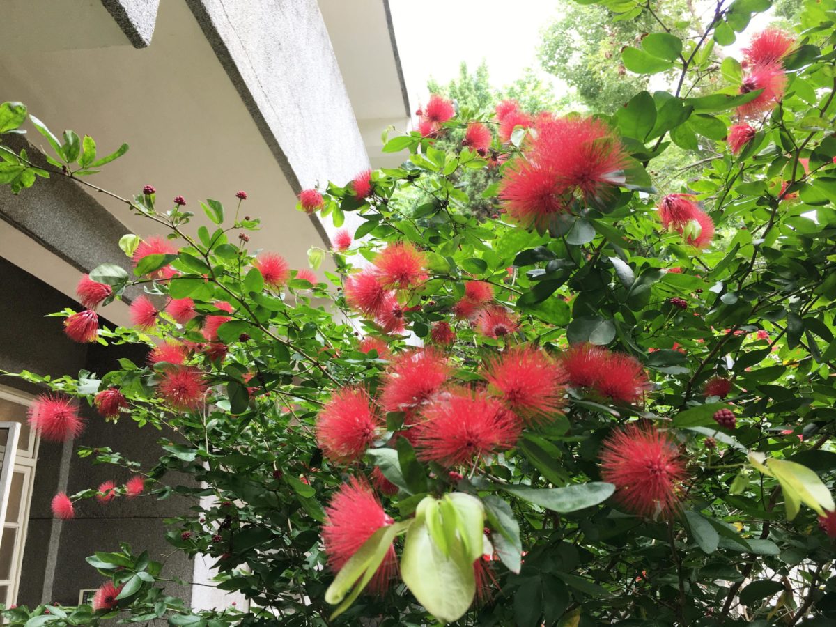 栽植逾10種香花   空軍三重一村都市的祕密花園