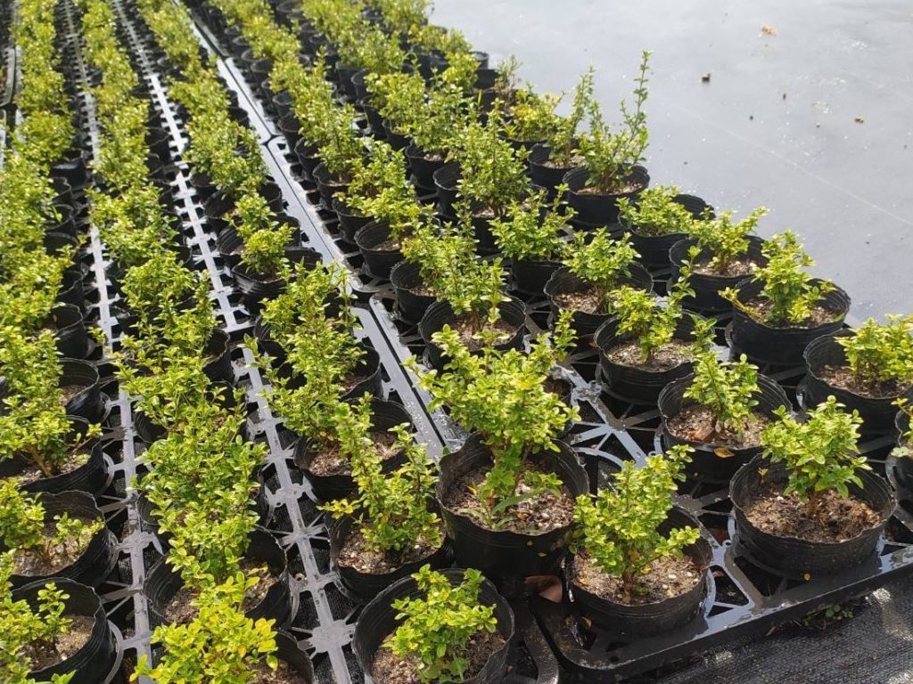 新北花卉苗木讓民眾可依規定提出申請栽種。(圖/新北農業局 提供)