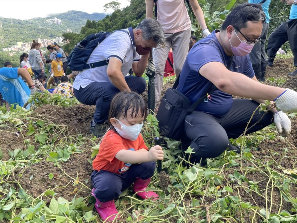 深坑區農會邀請親子一起挖地瓜