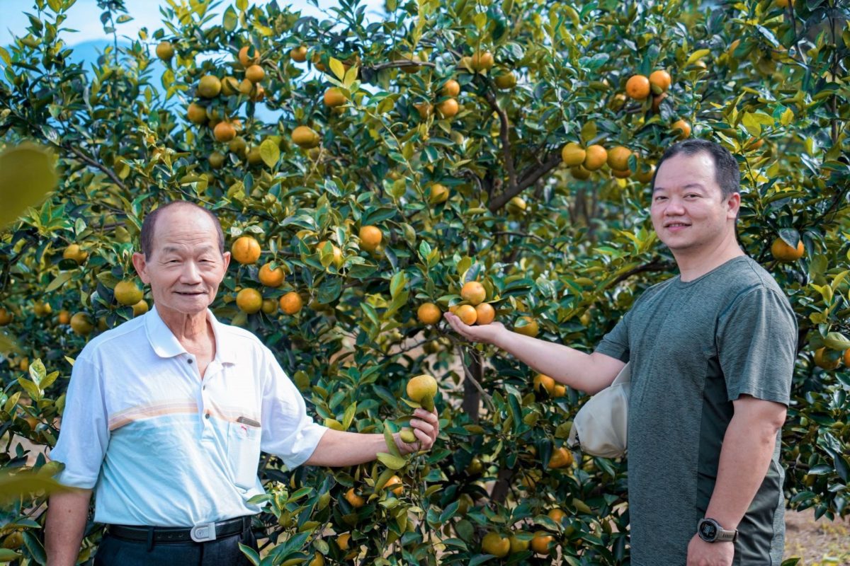 八里大容量果園父子攜手經營  產出新鮮好滋味帝王柑