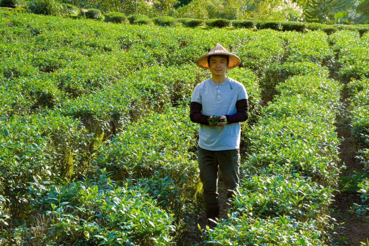 百萬冠軍茶出爐   坪林區陳文華奪新北包種茶王