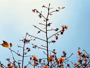 「木棉花」,作者走在路上發現雖已過了花期,但木棉花還是盡全力的不離枝,將最後的美麗身影呈現。(圖/趙蘊嫻攝)