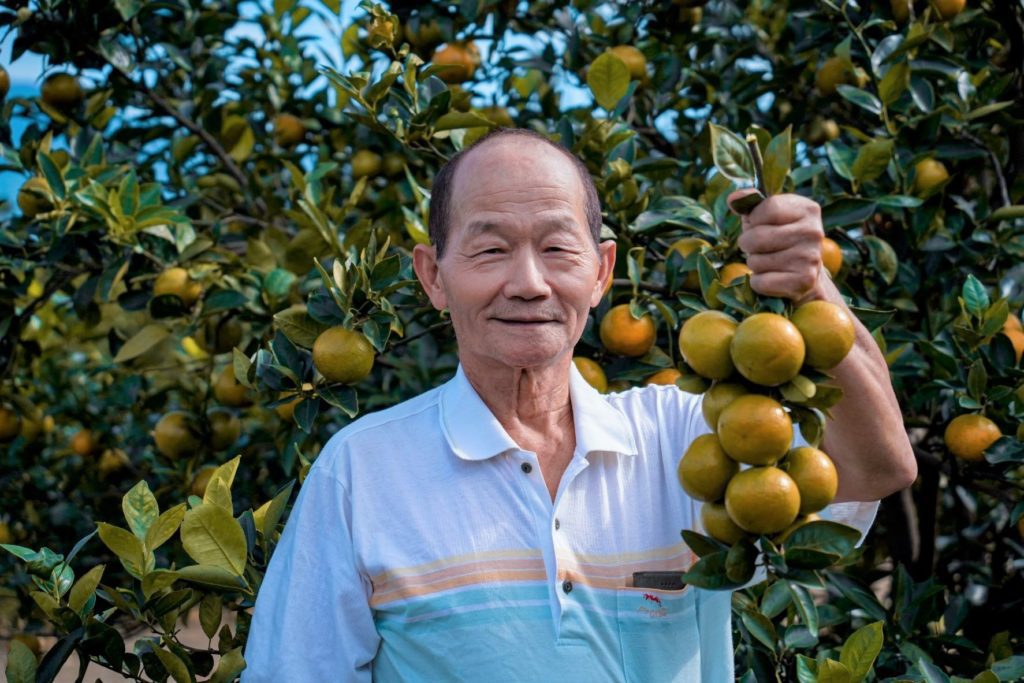 ▲陳義和從小就對果樹培育深感興趣,栽種的帝王柑質量優美。(圖/新北農業局 提供)