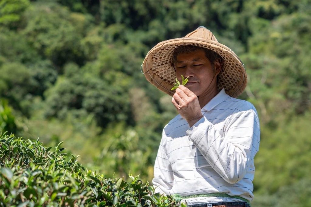 ▲三峽區茶農周玉成今年再次獲獎,實至名歸。(圖/新北農業局 提供)