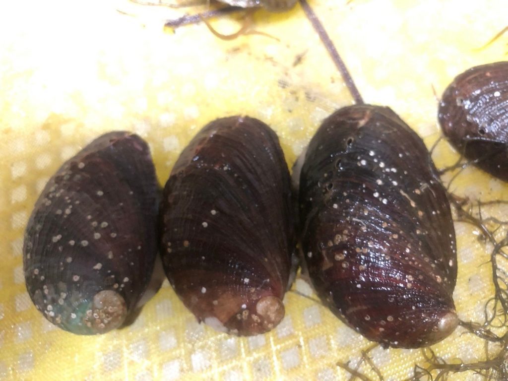 ▲九孔鮑是質佳味美的海味食材,受到民眾的高度青睞。(圖/新北漁業處 提供)