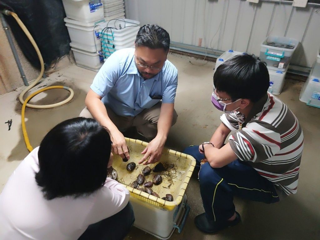 ▲九孔鮑的繁殖受到專業的保護與管理作業。(圖/新北漁業處 提供)