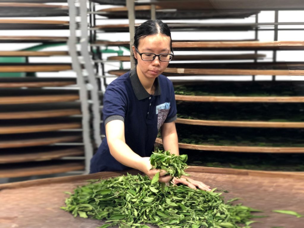 ▲競賽亞軍翁依萍,對製茶技術的掌握備受肯定。(圖/新北農業局 提供